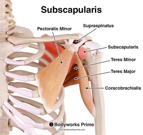 Subscapularis Muscle Anatomy - Bodyworks Prime