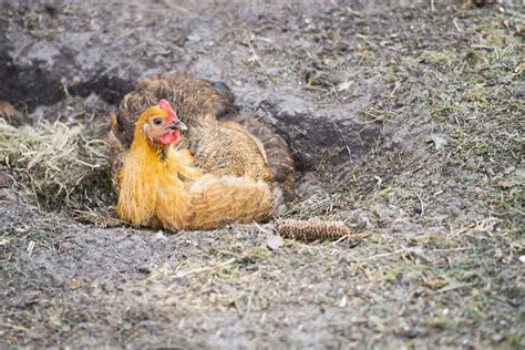 All About Chicken Dust Baths