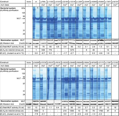 MUT missense mutations confer different effects on stability and... | Download Scientific Diagram