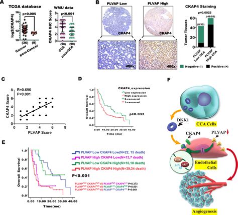 High CKAP4 and PLVAP expression levels are associated with poor overall ...