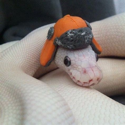 Snakes In Hats Are Actually Very Cute (Pics) | Snakes with hats, Cute reptiles, Cute animals