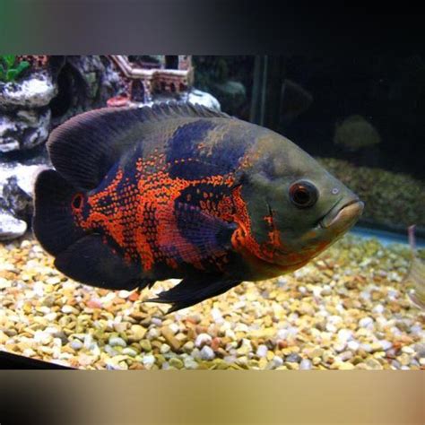 Tiger Oscar for sale – AquariumFishSale.com