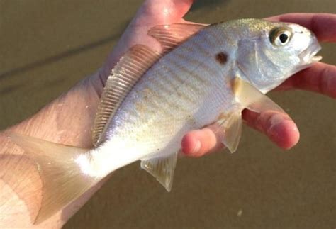 Spot (Leiostomus xanthurus) - delaware-surf-fishing.com