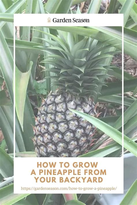 How to Grow a Pineapple Plant From Its Crown [Video] | How to grow a pineapple, Pineapple ...