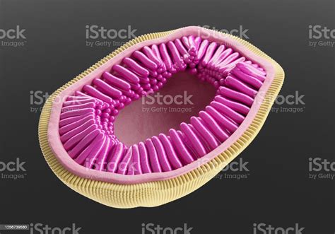 Influenza Virus Showing The Structure Of The Influenza Virion Stock Photo - Download Image Now ...