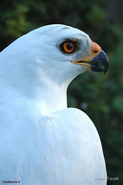 "white morph. - Australian Grey Goshawk - portrait" by Peter Tonelli | Redbubble