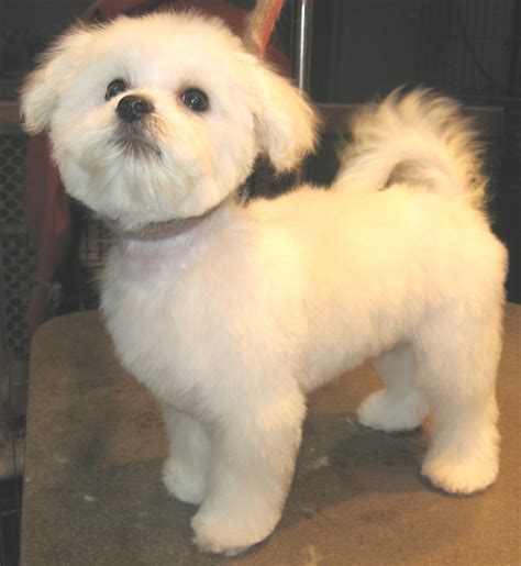 maltese haircuts styles pictures | Here we are Maltese Haircuts loyal pets, but Maltese Haircuts ...