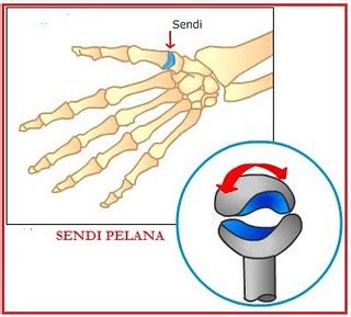 Sendi Pelana | BIOLOGIPEDIA