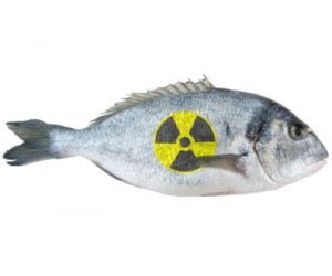 Radioactive fish found in Fukushima's waters - MINING.COM