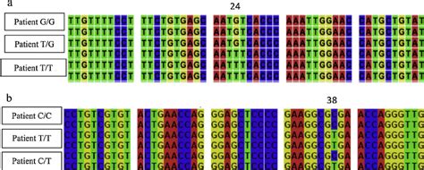 (a) Nucleotide sequence alignment showing rs8099917 polymorphisms. (b ...