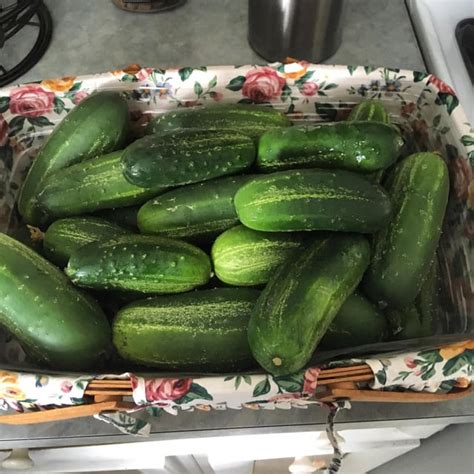 This Years Cucumber Harvest : r/gardening