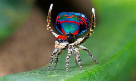 Peacock spiders’ Latin name means “flying” as scientists originally thought its unusual features ...