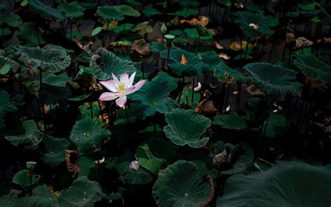 Lotus Flower Ultra HD Wallpapers - Wallpaper Cave