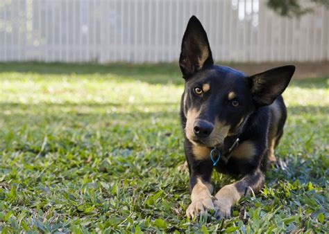 Everything You Need to Know About Australian Kelpies - Petful