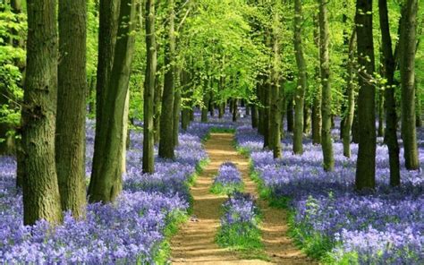 Top 5 places to see Bluebell Woods in England - WORLD WANDERING KIWI