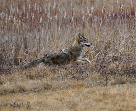 Brush Wolf - Encyclopedia of Life Coyotes, Kangaroo, Eastern, Wolf, Animals, Life, Baby Bjorn ...