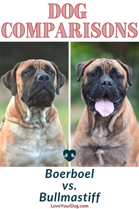 Boerboel vs. Bullmastiff: Breed Differences & Similarities | Bull mastiff, Boerboel, Big dog breeds