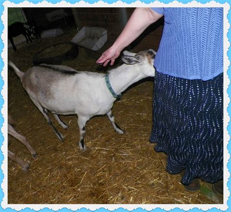 I'll Pour: Trip to a goat farm, goat milk soap, fodder, and other goat Info.