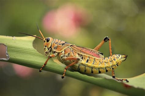 grasshopper control and treatments for the home yard and garden