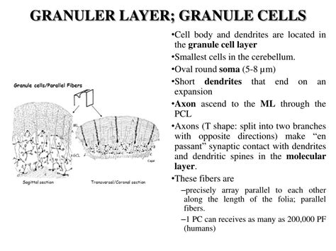 PPT - HISTOLOGY OF CNS PowerPoint Presentation, free download - ID:2026464