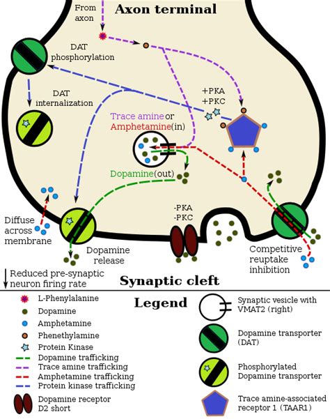 Dopamine transporter - Wikipedia