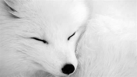 Download Close-up White Sleeping Animal Arctic Fox HD Wallpaper