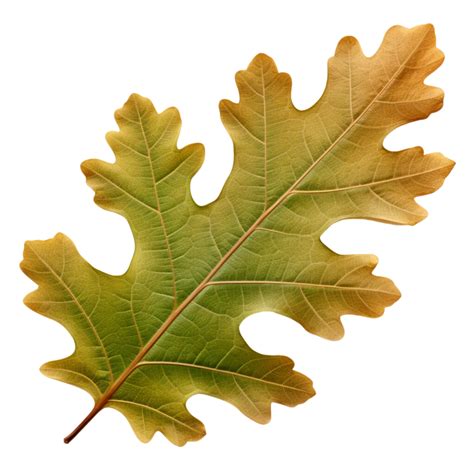 AI generated Oak leaf clip art 34924198 PNG