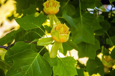 Trees for Your Southern Landscape: A Walk through the Forest in Your Backyard