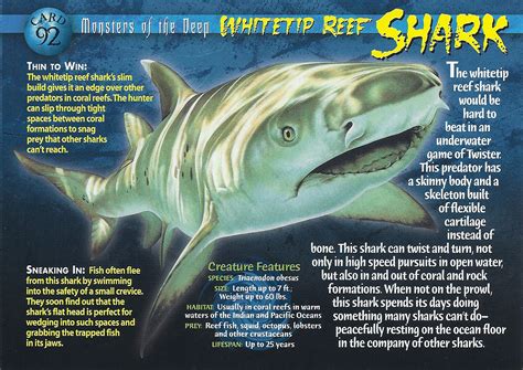 Whitetip Reef Shark | Weird n' Wild Creatures Wiki | Fandom