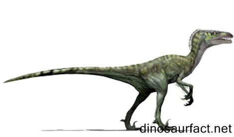 Dromaeosaurus dinosaur