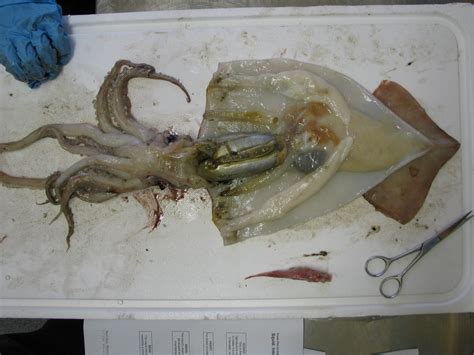 Squid – the inside story | Te Papa’s Blog