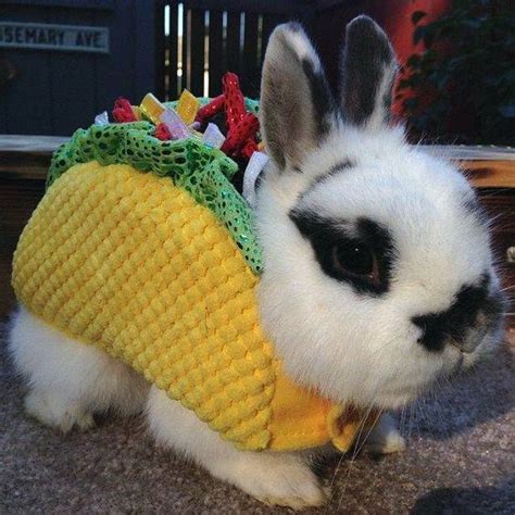 Our Favorite Bunny Costumes! - Hop to Pop | Pet bunny, Cute baby ...