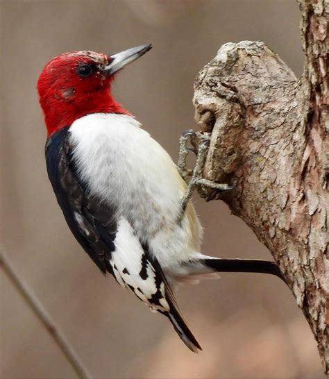 Red-headed Woodpecker – Indiana Audubon