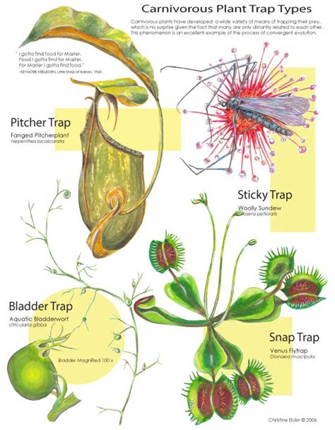 Wicked World of Carnivorous Plants