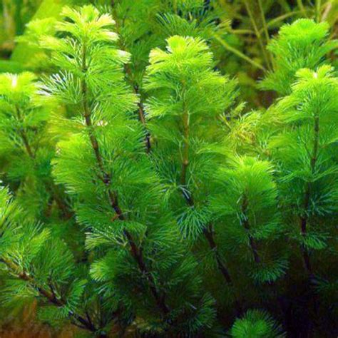 Cabomba Green Fanwort Bunched Aquarium Plant | Arizona Aquatic Gardens