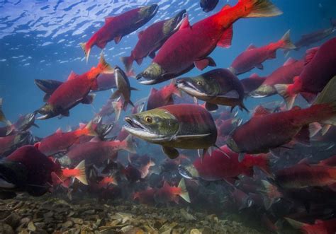 How to Photograph the Salmon Run | Nature TTL