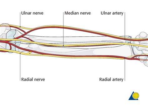 Median Nerve In Arm