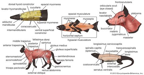 Most Muscular Animals