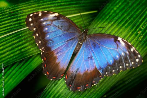 Blue butterfly. Blue Morpho, Morpho peleides, big butterfly sitting on green leaves. Beautiful ...