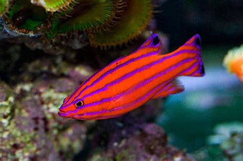 15 of the World's Most Colorful and Beautiful Fish