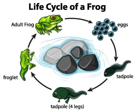 Frog Life Cycle Diagram Illustrated On A Plain White Background Vector ...