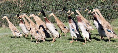 Indian Runner Duck - Colors | Description | Care | Health - Bird Baron