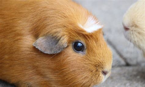 Brown Guinea Pig (Facts, Breed Info & More)