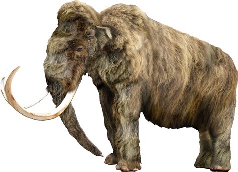 Mammoth PNG transparent image download, size: 989x717px