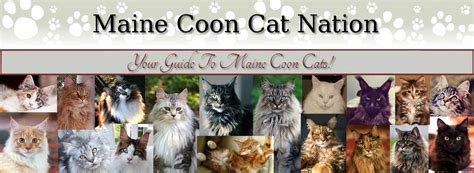 Maine Coon Cat Breeders USA