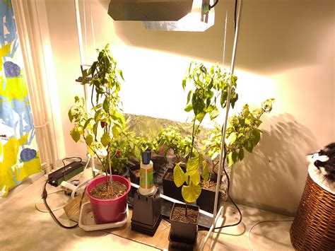 Here's my peppers growing indoor! : r/IndoorGarden