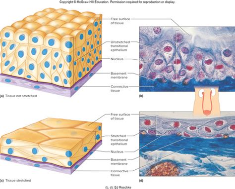 Transitional Epithelium Tissue