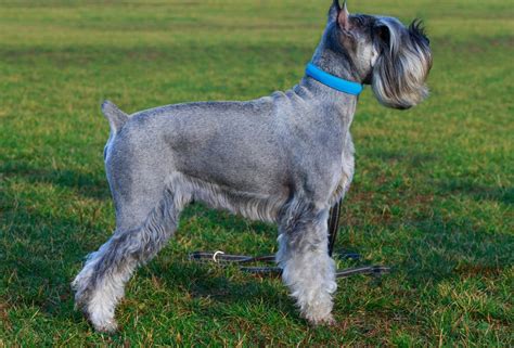 Schnauzer Haircuts - Top 23 Styles To Try Them Out Now - The Goody Pet