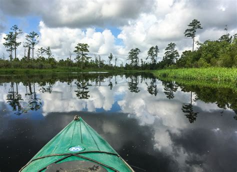 alligator river national wildlife refuge | Roads End Naturalist