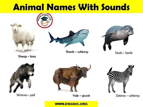 List of Animal Sounds from A to Z PDF and Infographics - EngDic